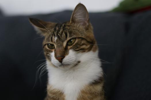Cat Merlin portrait bokeh