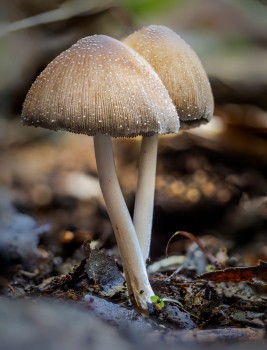 Mica Glistening Inky Cap Fungus Mushroom