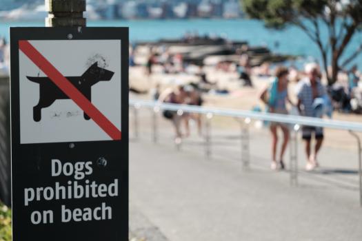 No dogs allowed on the beach sign