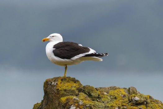 Seagull on the rocks