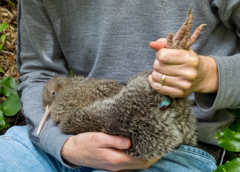 Kiwi held while getting a transmitter changed