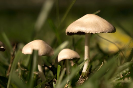 Fungi Mushroom Close-Up