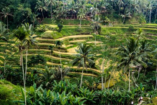 Tropical rice fields