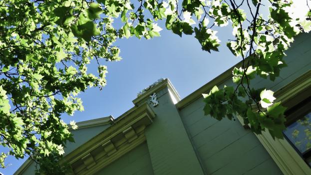 Sunlight on green leaves and green coloured building
