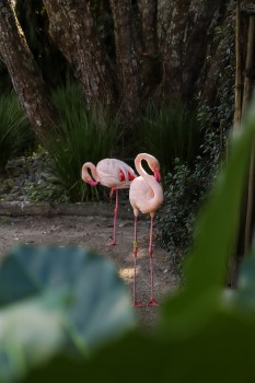 Flamingos standing in the shade, Auckland ZOO