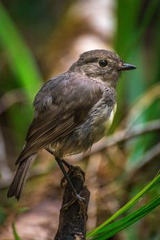 South Island robin, Pororari Valley