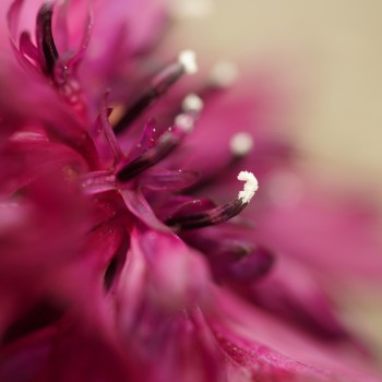 Stamens on a pink flower