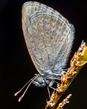 Blue Butterfly Close Up Macro