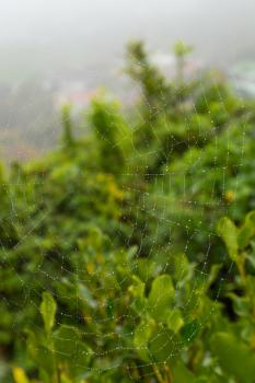 Spiderweb and raindrops