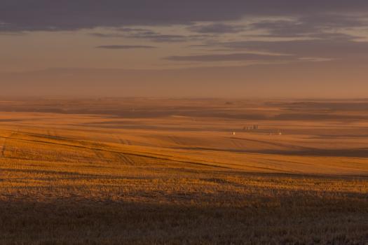 Wheat Fields at sunset