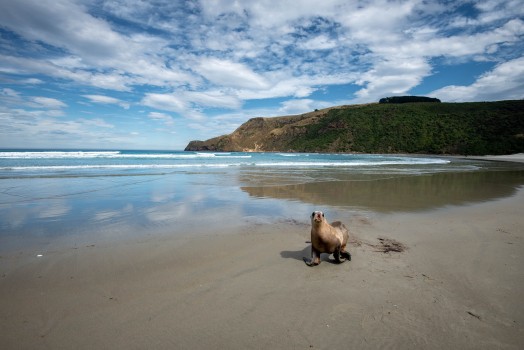 Sea Lion on Allans BeachW