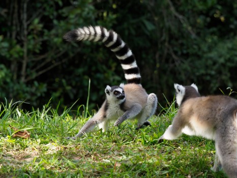 Ring-tailed Lemurs Fighting