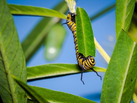 Monarch Caterpillar larvae Pupa