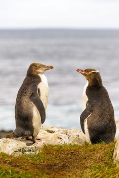 Yellow eyed penguins, Enderby Is