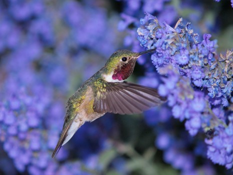 Ruby-throated Hummingbird on Flowers