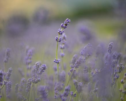 Lavender One