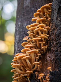 Hypholoma Mushrooms Tree Trunk