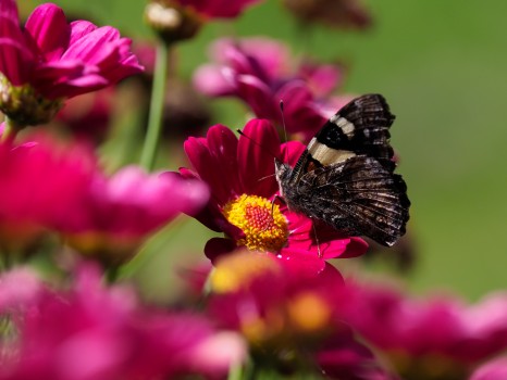 Yellow Admiral Butterfly on Red Daisies
