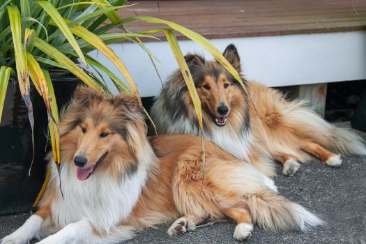 Collie sisters