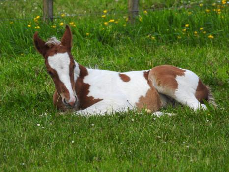 Foal laying down one