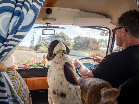 Male Driving Van Dogs