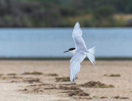 White fronted tern in flight