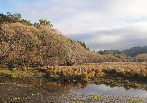 Willows and tussock