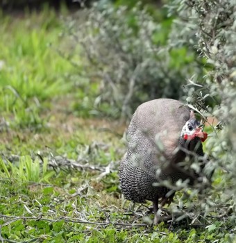 Guinea fowl by the hedge