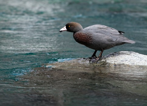 Blue duck whio whistles in Waimakariri River