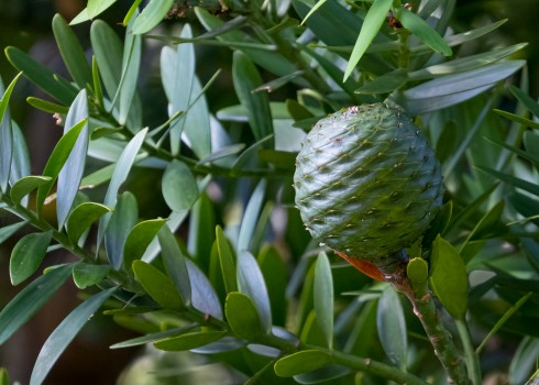 Close-up of female Kauri cone