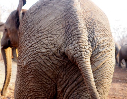 Close up of the tail of an elephant