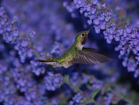 Hummingbird on Flowers