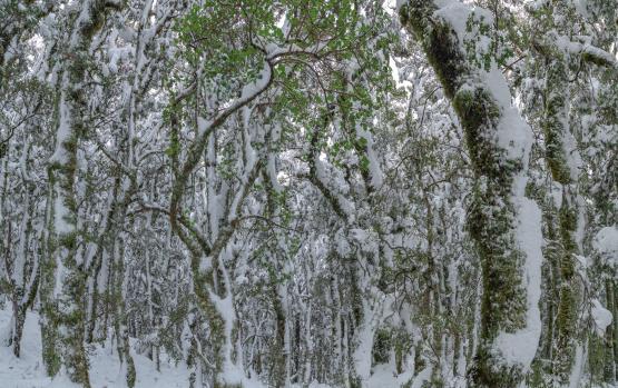 Snow in beech forest