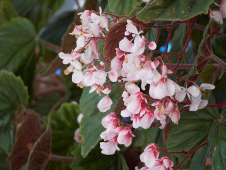 Begonia flowers Begonia Thurstonii.