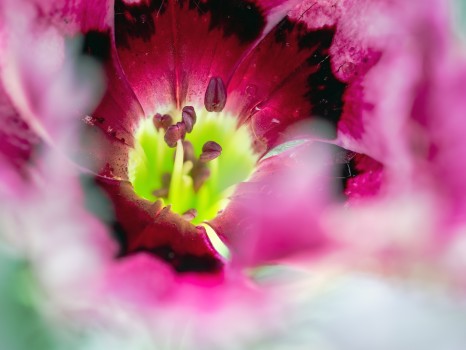 Pansy Flower Stamens Close Up