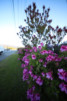 Pelargonium flower plant next to road