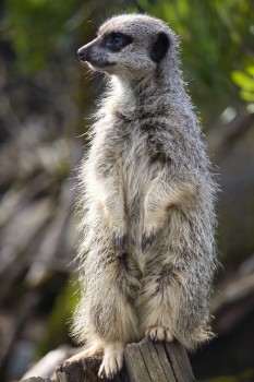 Meerkat Pose 