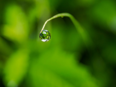 Water Drop Green Nature Fresh Droplet