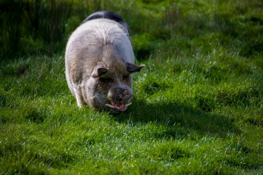Pig on grass