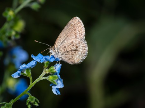 Common Blue Butterfly Forget Me Not Flower
