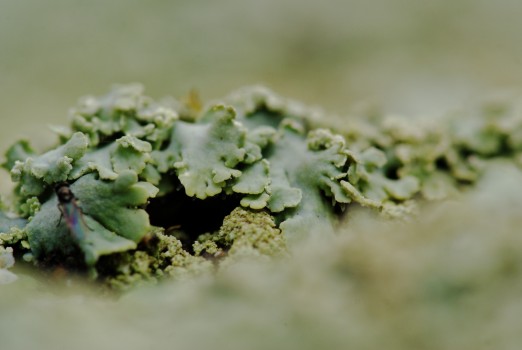 Lichen 