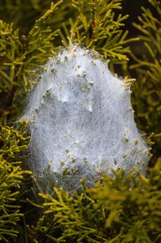 Spider web, Heaphy Track