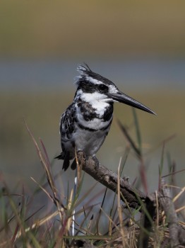 Pied Kingfisher on a Branch