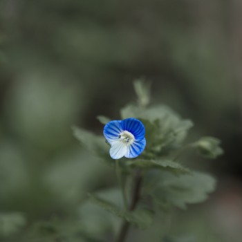 Tiny Blue flower