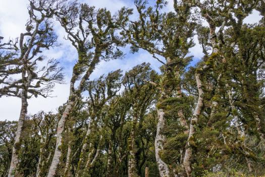Wind-blown beech forest