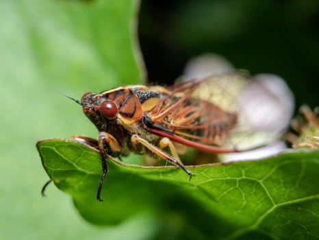 Kikihi Cicada Genus Kikihia