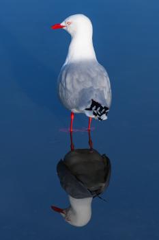 Red billed gull, Wellington