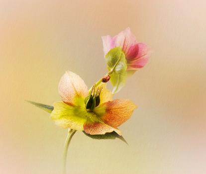 Hellebores and friend