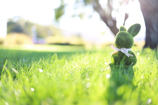 Green Easter bunny stuffed toy at golden hour