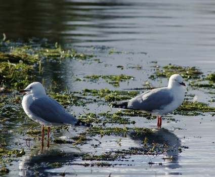 Seagulls standing in the weed